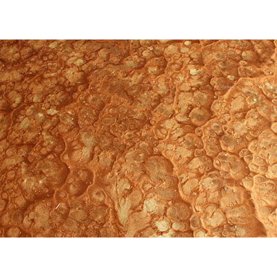 Pure Metallic Two-Tone Effect Example - Autumn Blush with Gold Lion Effects